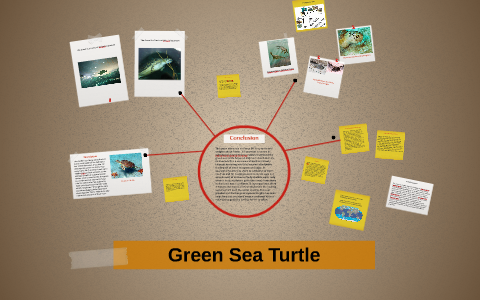 Green Sea Turtle by andre batista on Prezi