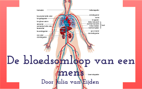 Bloedsomloop en het hart by Julia van Eijden on Prezi