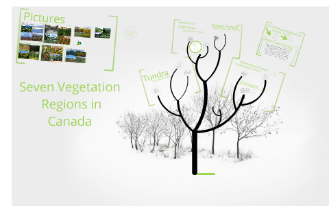 Vegetation Regions in Canada by Amy Martin on Prezi