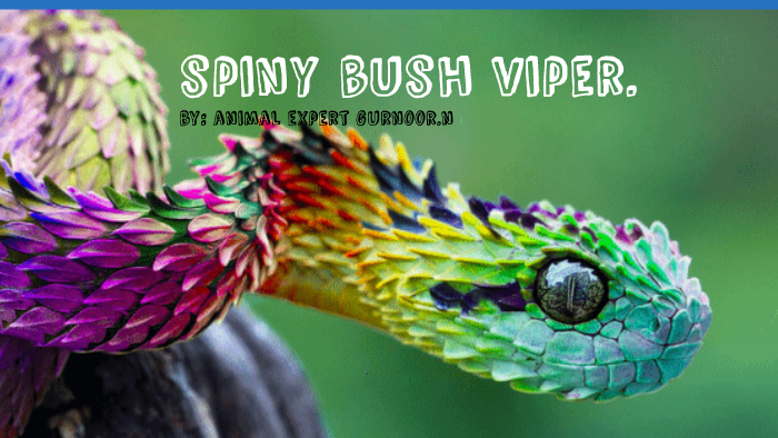 Spiny bush viper / Atheris hispida, The spiny bush viper is…
