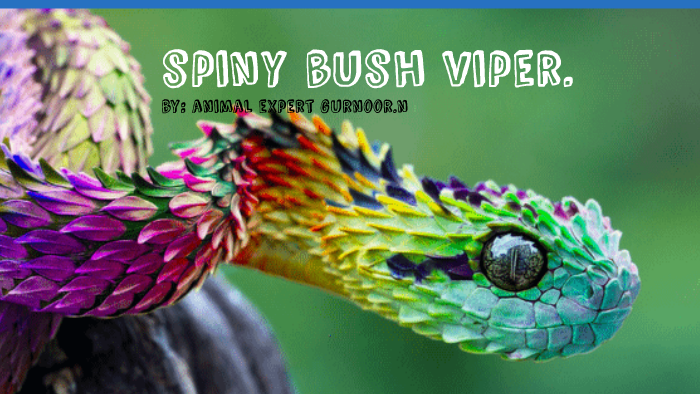 Hairy bush viper (Atheris hispida) Stock Photo