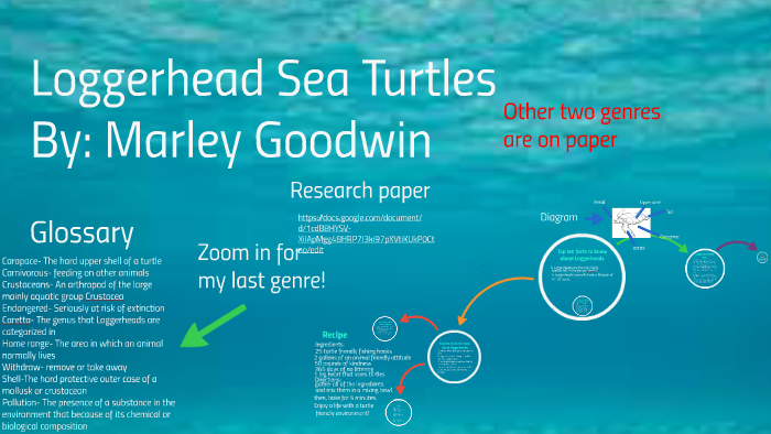 Loggerhead Sea Turtles by Marley Goodwin on Prezi