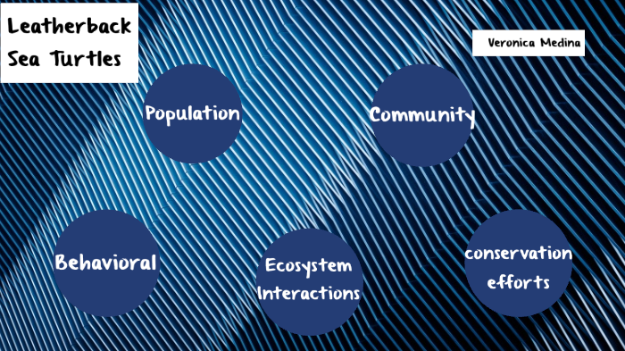 Green Sea turtle by Veronica Medina on Prezi