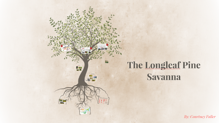The Long Leaf Pine Savanna by Courtney Fuller on Prezi