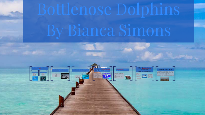 Bottlenose Dolphins by Laurie Murray on Prezi