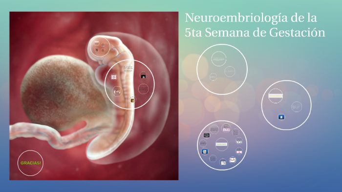 Neuroembriología de la 5ta. semana de gestación by Joan Nicolau on Prezi