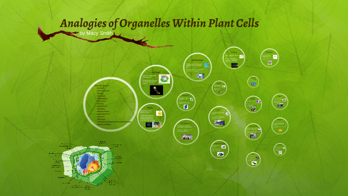 Plant Cell Analogies by Macy Smith