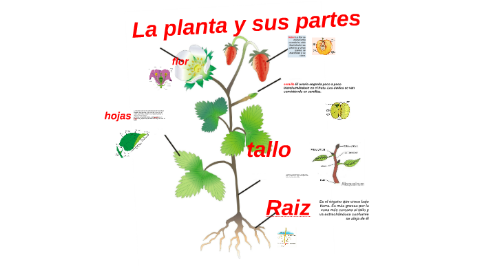 La planta y sus partes by jamel Peñaloza on Prezi
