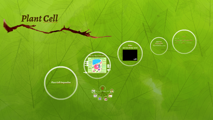 Plant Cell by Brianna Finnegan on Prezi