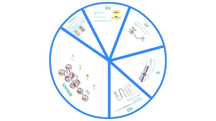 Ciclo Celular by gabriel jofre on Prezi