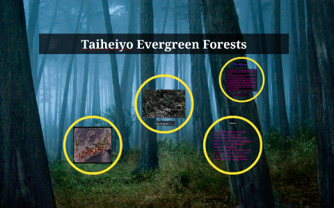 Taiheiyo Evergreen Forests by Shao He on Prezi