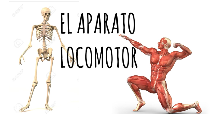 El Sistema Osteomuscular By Tatiana Agaton On Prezi 6808