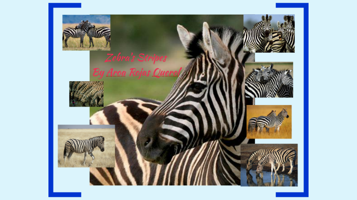 zebra presentation