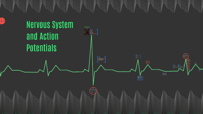 Nervous System and Action Potentials by Sarah Winsor on Prezi