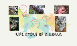 Life Cycle Of A Koala By Mollie Radford