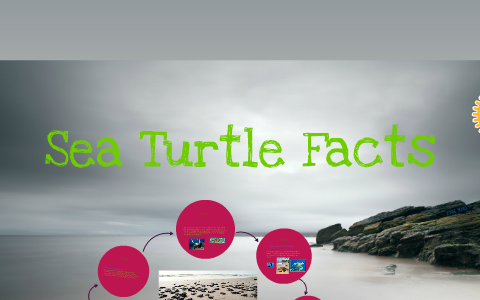 The Life Cycle Of A Sea Turtle by Cory Opdycke on Prezi