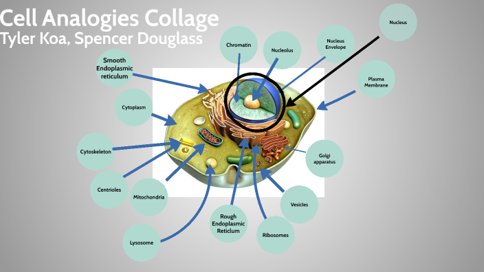 Cell Analogies Collage by Spencer Douglass on Prezi