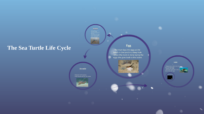 The Sea Turtle Life Cycle by Ashley Ivy on Prezi