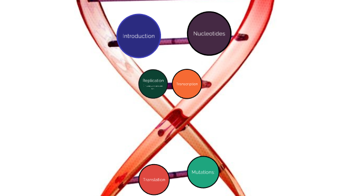 DNA: Replication, Transcription, Translation by Jacob Jordan on Prezi