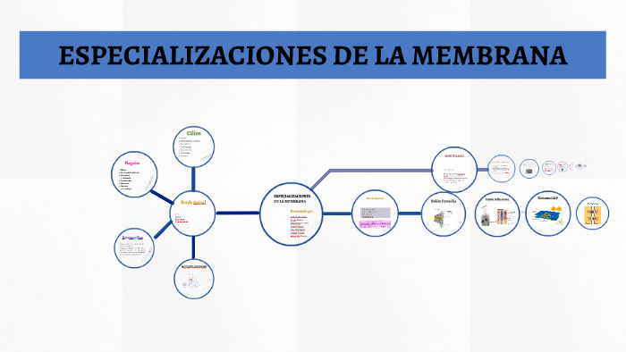 ESPECIALIZACIONES DE LA MEMBRANA by Sebastian Zapata on Prezi