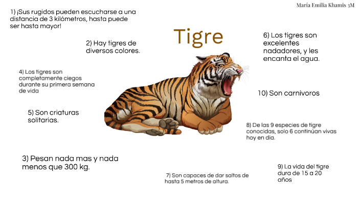 Infografía 1 - El tigre