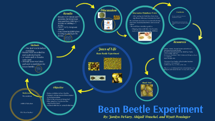 Bean Beetle Experiment By Abbe Truschel