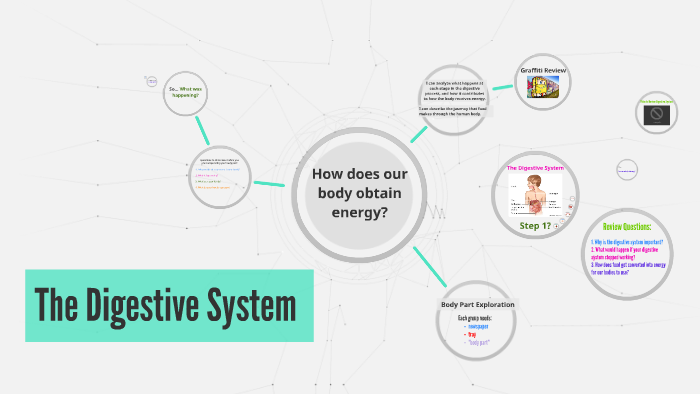 The Digestive System by on Prezi