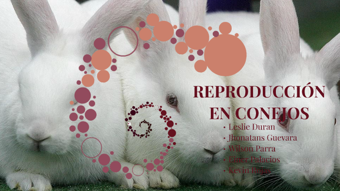 ReproducciÓn En Conejos By Katerine Duran 6899