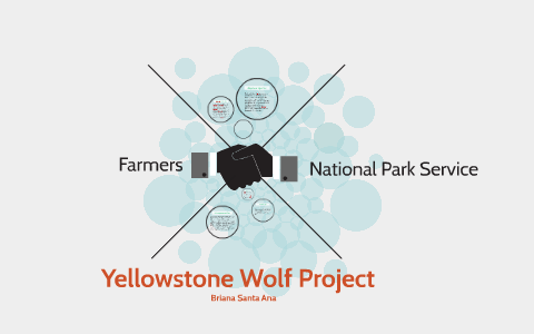 Wolf Project Yellowstone Wolf Project by on Prezi