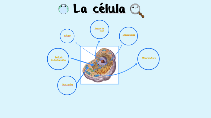 La célula y sus partes by Cristina Gómez Sánchez on Prezi