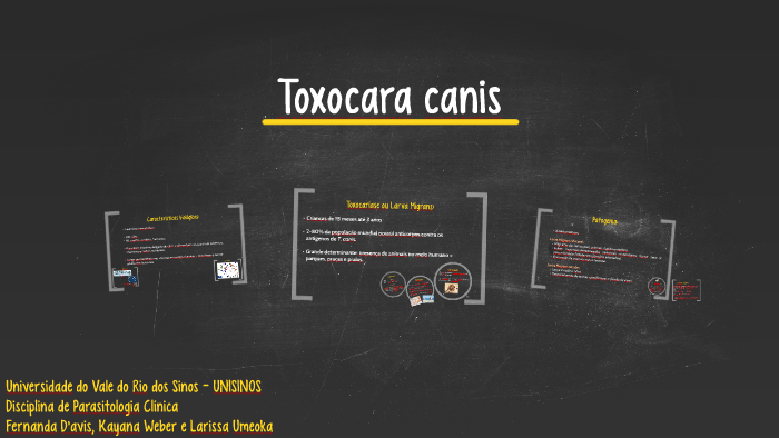 toxocara en humanos sintomas toxocara en humanos sintomas