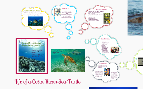 Life of a Sea turtle by ERICKA COUNCIL on Prezi
