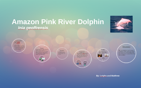 Amazon Pink River Dolphin By Leigha Snow White On Prezi Next