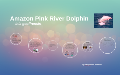 Amazon Pink River Dolphin By Leigha Snow White