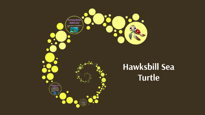 Hawksbill Sea Turtle by Elena Vasquez on Prezi