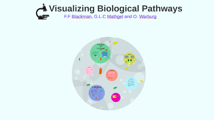 Visualizing Biological Pathways By Sefa DM On Prezi