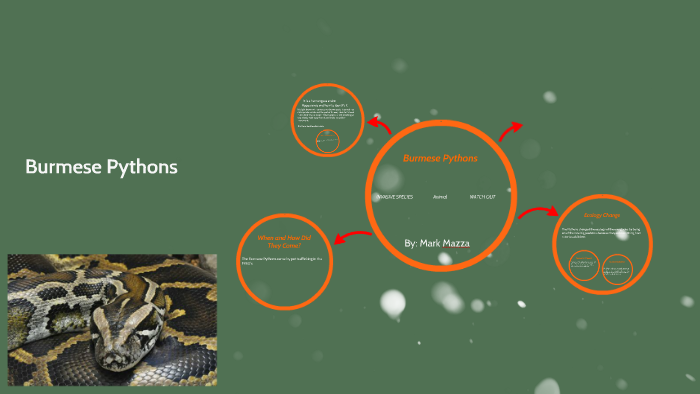Bumese Pythons by mark mazza on Prezi