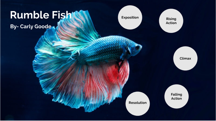 Rumble Fish Steve Hays