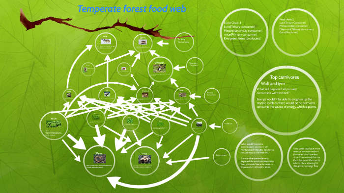 Temperate forest food web by Daniel Perez on Prezi