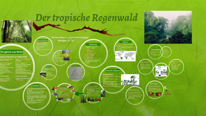 Abiotische Faktoren Im Wald Der tropische Regenwald by Adrienne Stolpe on Prezi