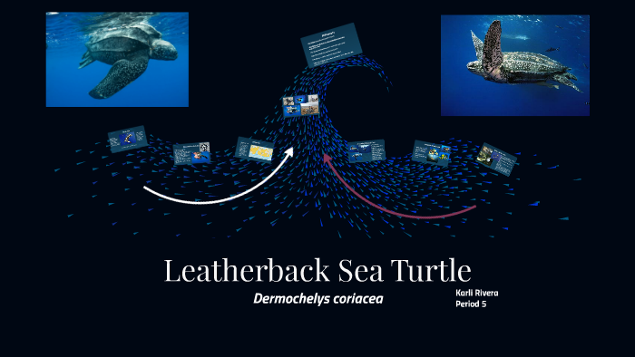 Leatherback Sea Turtle by Karli Rivera on Prezi