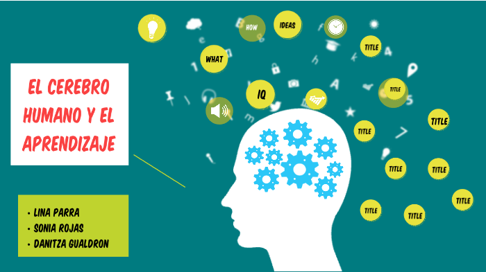EL CEREBRO Y EL APRENDIZAJE by angelica leon on Prezi
