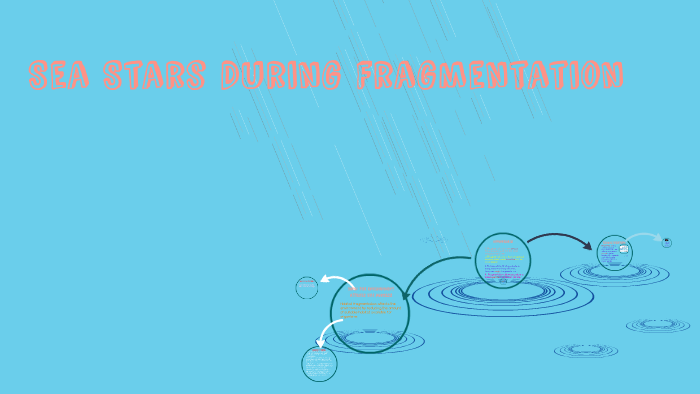 Sea Stars During Fragmentation by Millie Blackburn on Prezi
