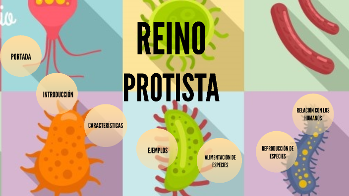 ejemplo de protista de la malaria