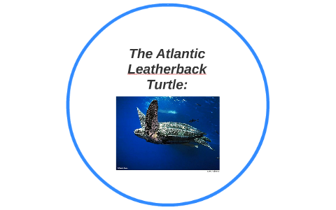 The Atlantic Leatherback Turtle: by abby d on Prezi