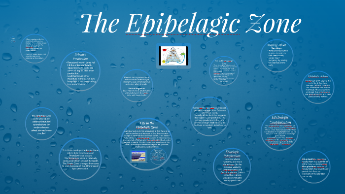 The Epipelagic Zone by Lauren Klepper on Prezi
