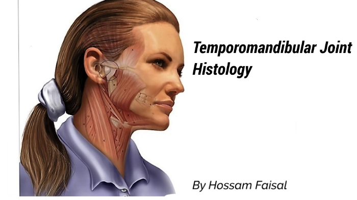 TMJ Histology by Hossam Faisal on Prezi