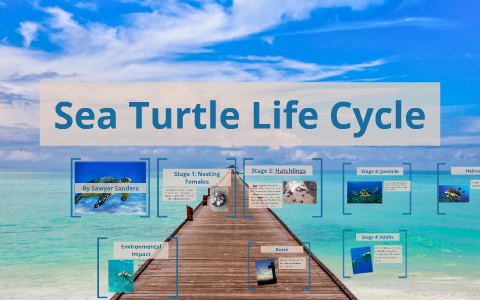 Sea Turtle Life Cycle by Sawyer Sanders on Prezi