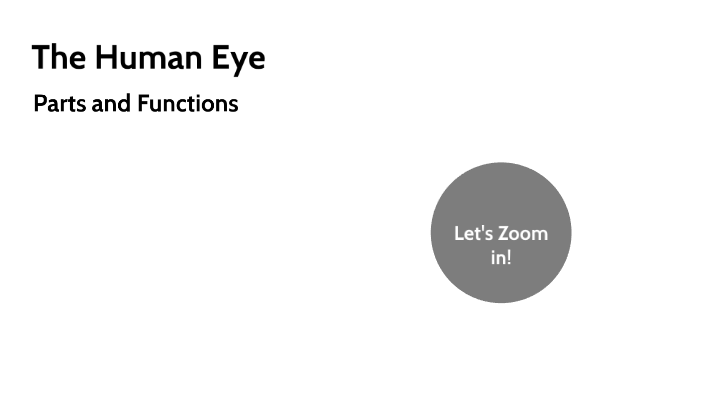 The Human Eye by Amanda Weeks on Prezi