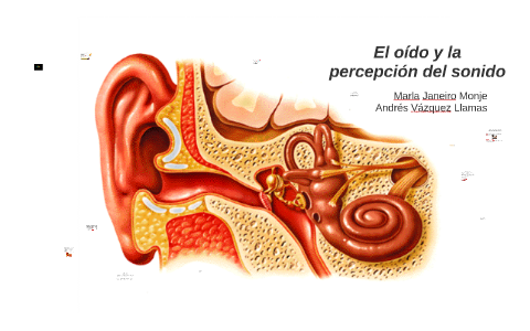 El Oido Y La Percepcion Del Sonido By Marla Janeiro Monje On Prezi Next